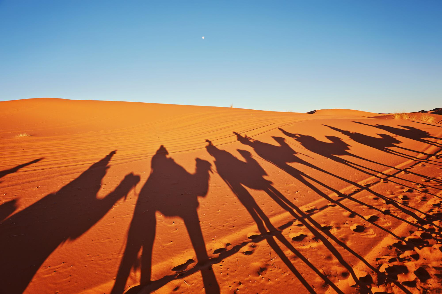 sombras-camellos-desierto-sahara-merzouga